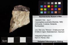 Foto (Objket + Etiketten) von Cracensigillatus acutirostris (Moericke, 1889) 